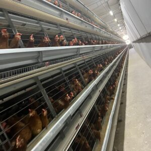 Automatic Chicken Coop